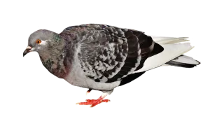 הדברת יונים