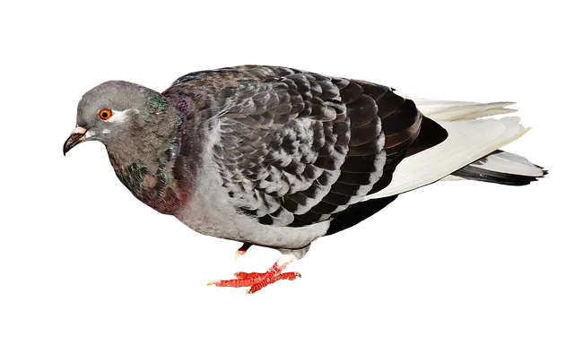 הדברת יונים