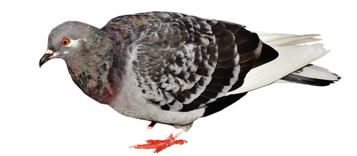 הדברת יונים