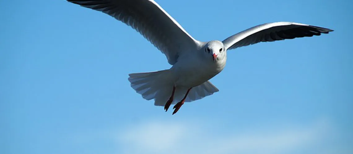 דוקרנים נגד יונים