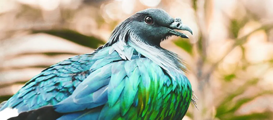 nicobar-pigeon-1149381_640