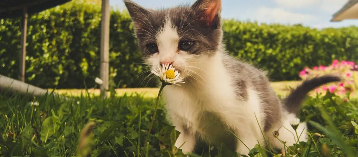 רשתות להגנה על חתולים