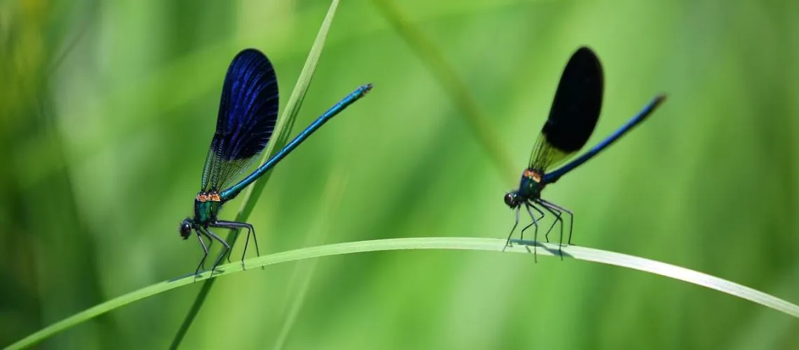 התקנת רשתות לחלונות מחירים