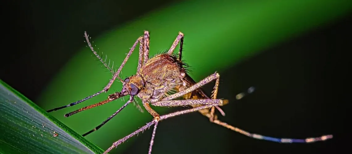 מחיר רשת לחלון