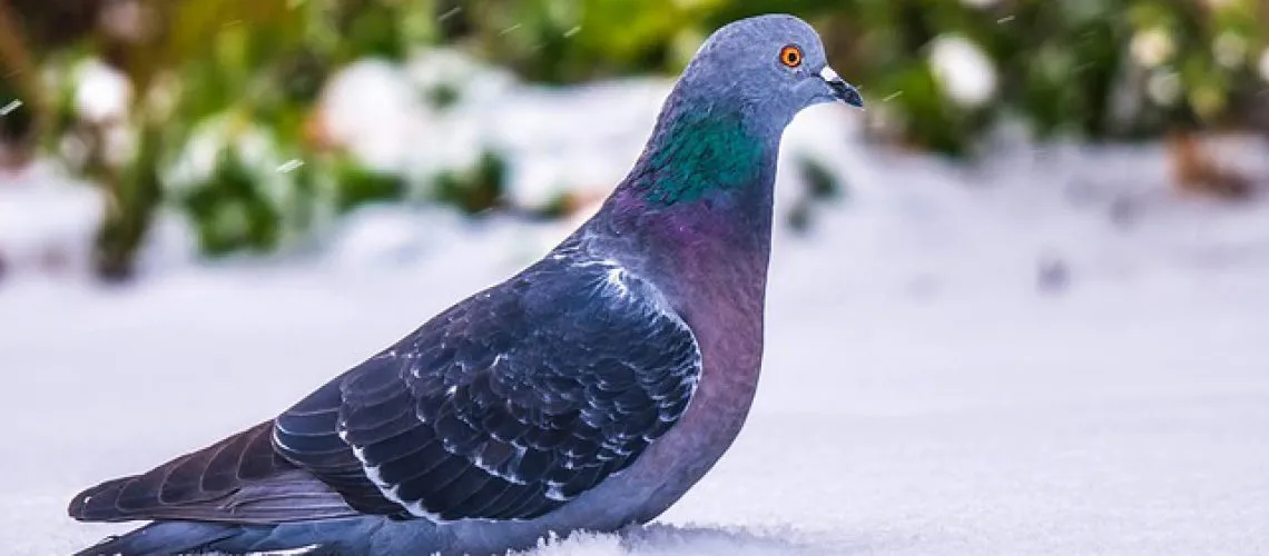 pigeon-1968195_640