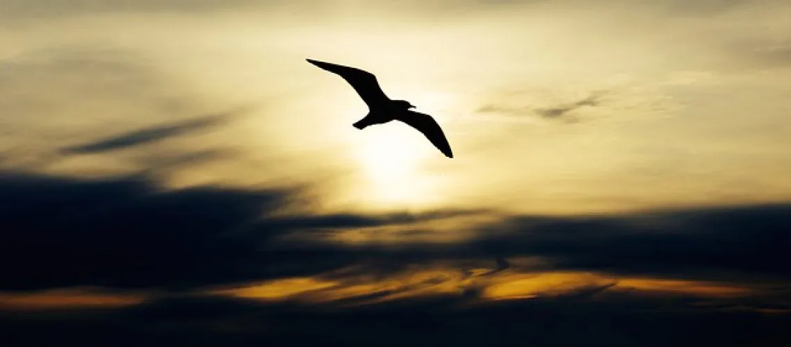 הרחקת יונים מחיר