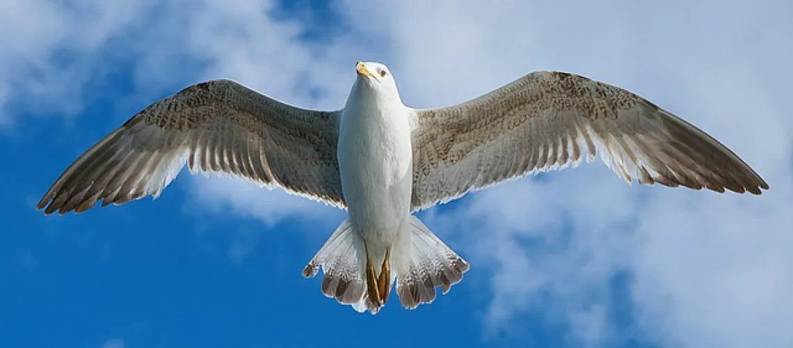 דוקרנים ליונים – המדריך המלא