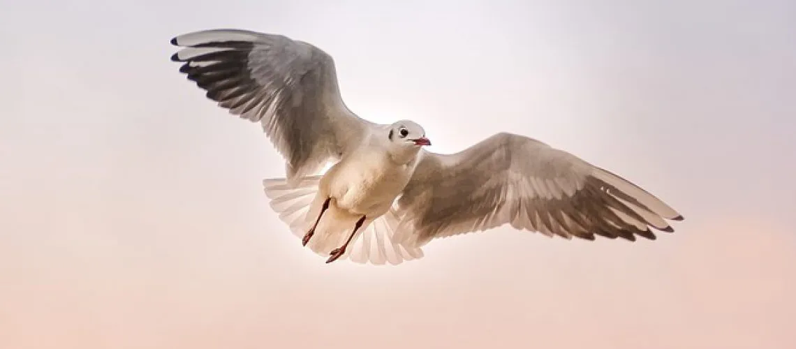 הרחקת יונים