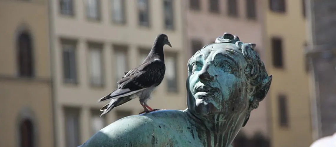 דוקרנים להרחקת יונים