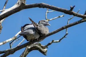 הרחקת יונים בתל אביב