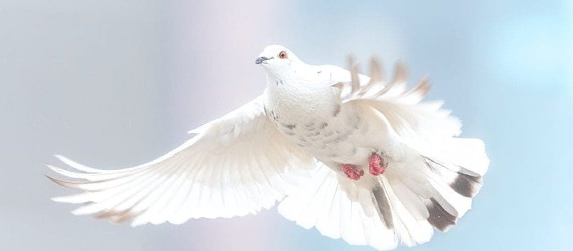 dove-2680487_640