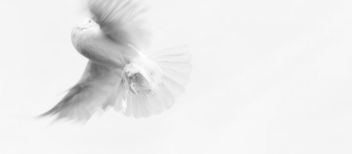 dove-893526_640