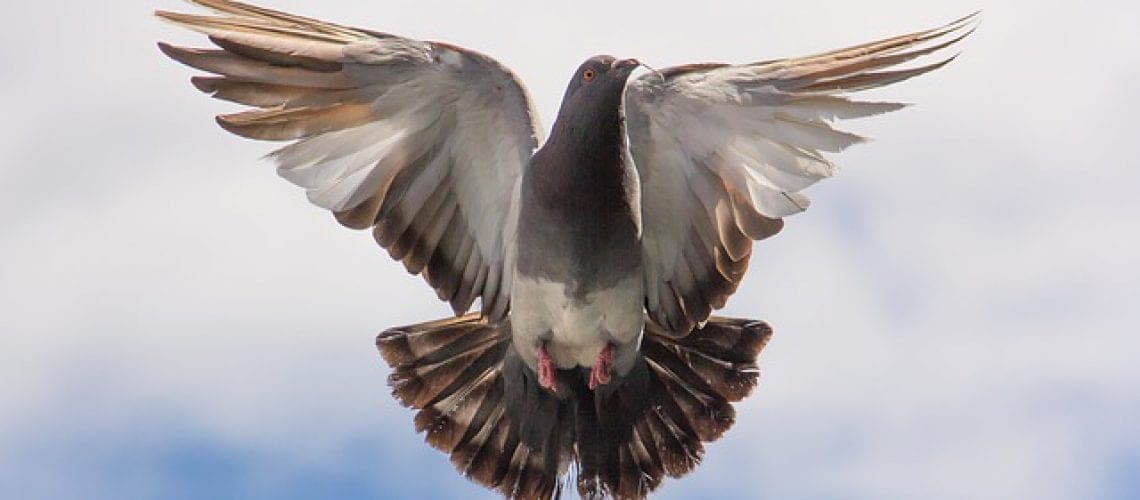 pigeon-747462_640